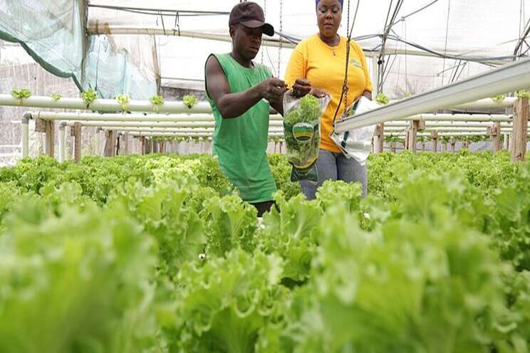 Tanzanian woman pioneers in hydroponic farming Tanzanian woman pioneers in hydroponic farming