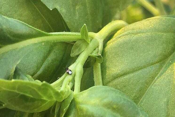 Find success with biologicals in leafy greens Find success with biologicals in leafy greens