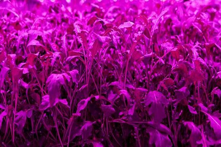 Is indoor farming really profitable? Is indoor farming really profitable?