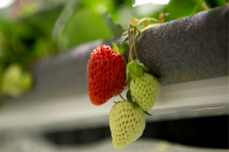 Vertical farming startup raises $50m in Series A funding Vertical farming startup raises $50m in Series A funding