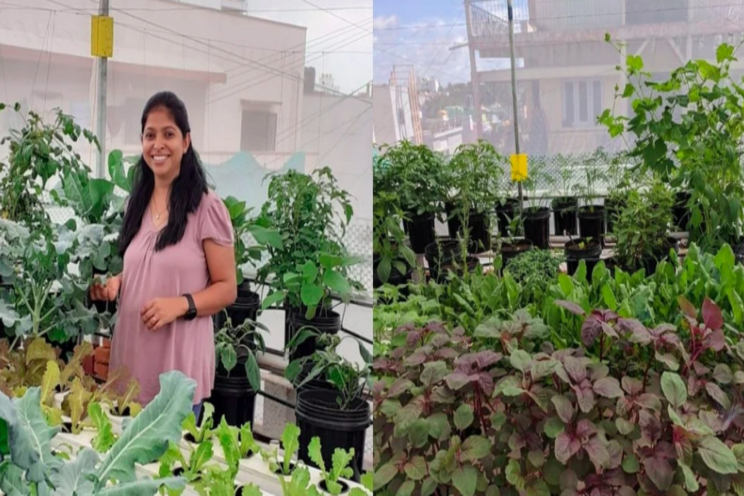 230 types of fruits, veggies grown on the soil-free terrace 230 types of fruits, veggies grown on the soil-free terrace