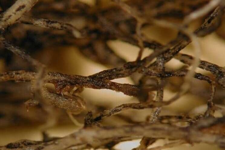 Black root rot: Everything you need to know Black root rot: Everything you need to know