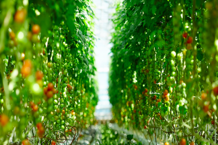 Ontario greenhouse grower plans for expansion Ontario greenhouse grower plans for expansion