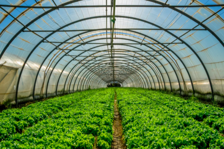 Transparent solar cells don't steal light from greenhouse crops Transparent solar cells don't steal light from greenhouse crops