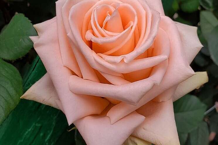 Danziger adds cut roses to its portfolio Danziger adds cut roses to its portfolio