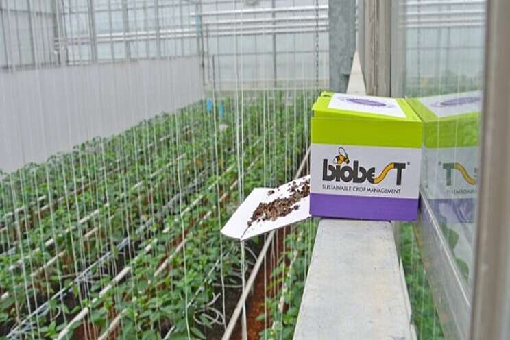 Collaboration Van der Knaap and Biobest Collaboration Van der Knaap and Biobest