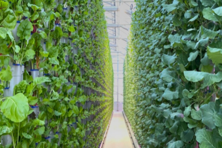 The new Texas greenhouse with $12M strategic expansion The new Texas greenhouse with $12M strategic expansion