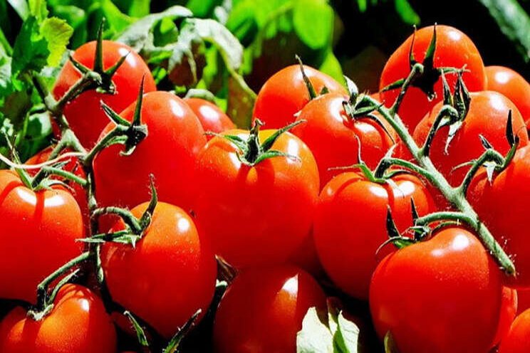 Rosselkhoznadzor allows the import of tomatoes into Russia Rosselkhoznadzor allows the import of tomatoes into Russia