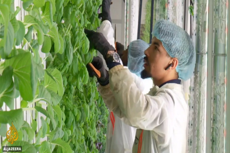 Leo Marcelis at Al Jazeera on vertical farming Leo Marcelis at Al Jazeera on vertical farming