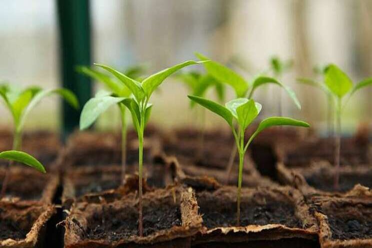 Study finds plants would grow well in solar cell greenhouses Study finds plants would grow well in solar cell greenhouses
