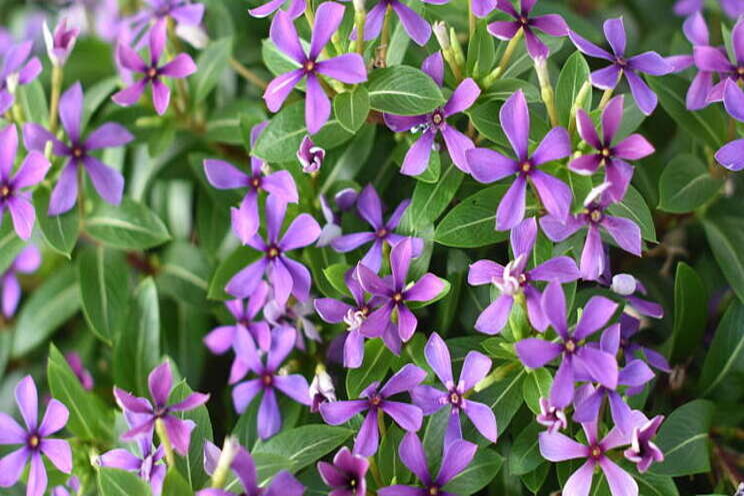 Catharanthus Soiree Kawaii series Catharanthus Soiree Kawaii series