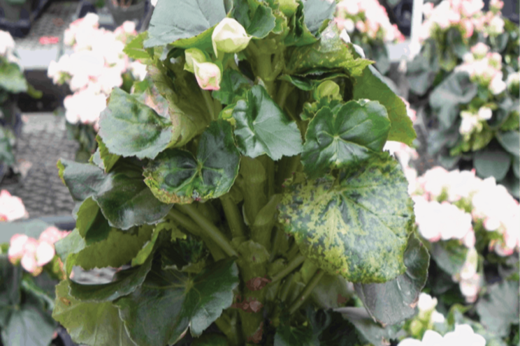 Spring disease alert: Tobacco mosaic virus Spring disease alert: Tobacco mosaic virus