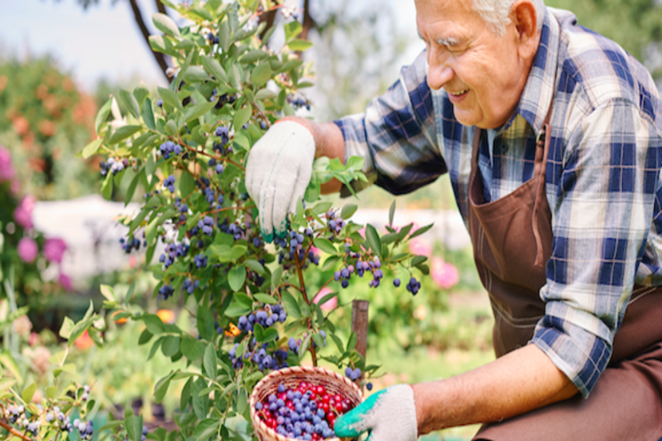 HPNow boosts Huelva blueberries in Spain HPNow boosts Huelva blueberries in Spain