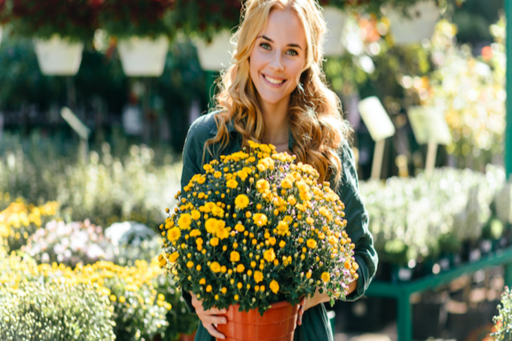 Growing market shift from pansies to violas Growing market shift from pansies to violas