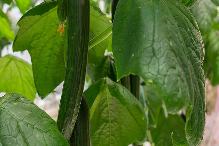 New LED implementation, driving increased crop yields New LED implementation, driving increased crop yields