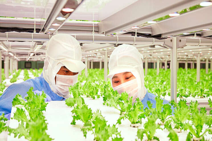 High-efficiency production of veggies High-efficiency production of veggies