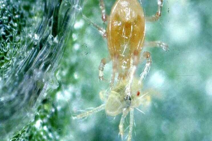 How to prevent hemp mites from entering your greenhouse How to prevent hemp mites from entering your greenhouse
