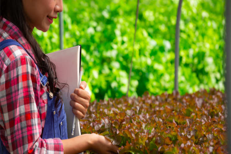 Ultrasonic cleaning of leafy greens more effective than water Ultrasonic cleaning of leafy greens more effective than water