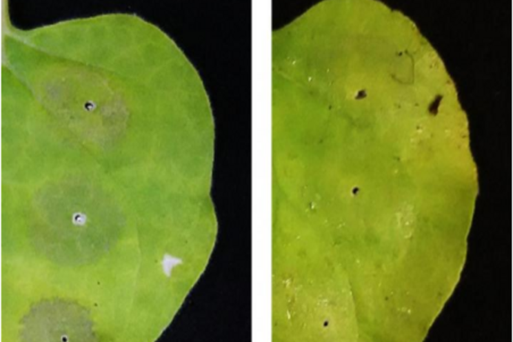 Antioxidant boosts the yield of valuable biologics Antioxidant boosts the yield of valuable biologics
