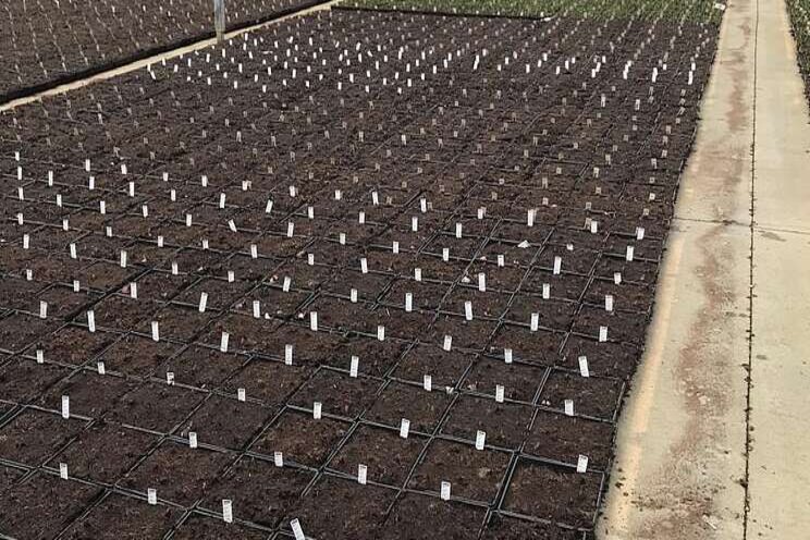 Take a new look at short-day growing your ornamentals Take a new look at short-day growing your ornamentals