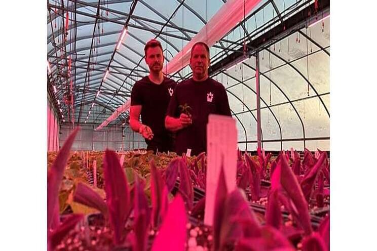 Ontario grower gains precision using supplemental grow lights Ontario grower gains precision using supplemental grow lights