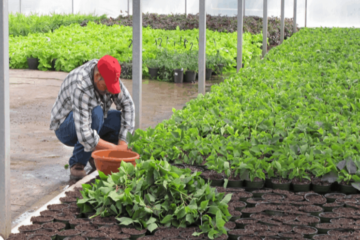 Rooting out disease in the greenhouse Rooting out disease in the greenhouse