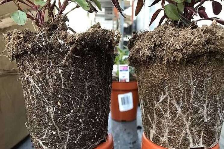 Learn how to run a growing media trial at your greenhouse Learn how to run a growing media trial at your greenhouse