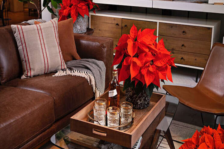 New poinsettia to honor Norwin Heimos New poinsettia to honor Norwin Heimos