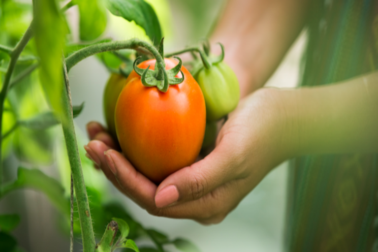 New organic weed-killer for greenhouse crops New organic weed-killer for greenhouse crops