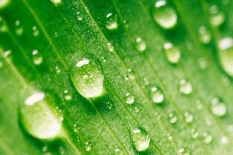 How are nutrients taken up by the crop? How are nutrients taken up by the crop?