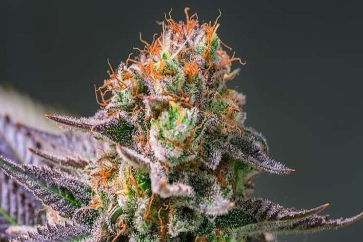 Retail prices for marijuana rise in response to record demand Retail prices for marijuana rise in response to record demand