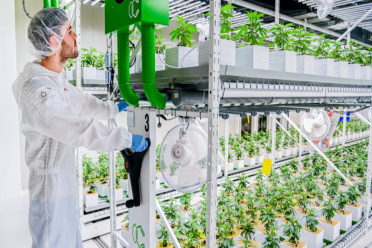 Swiss medicinal cannabis farm deploys Fluence SSL Swiss medicinal cannabis farm deploys Fluence SSL