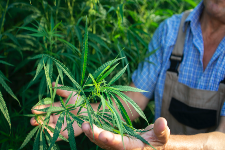 Tips to make your cannabis production more sustainable Tips to make your cannabis production more sustainable