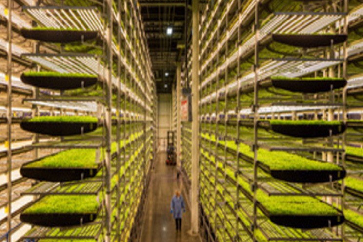Opening vertical farming in two public housing locations Opening vertical farming in two public housing locations