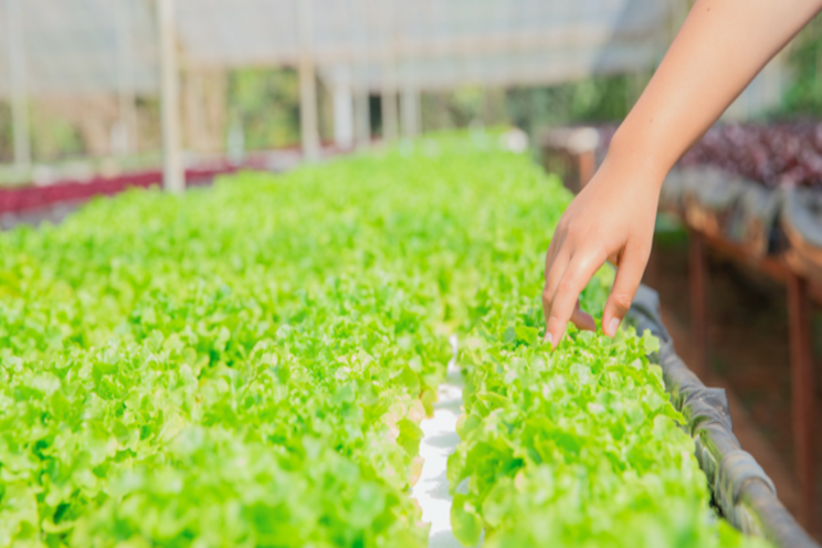 New organic lettuce nutrient source New organic lettuce nutrient source