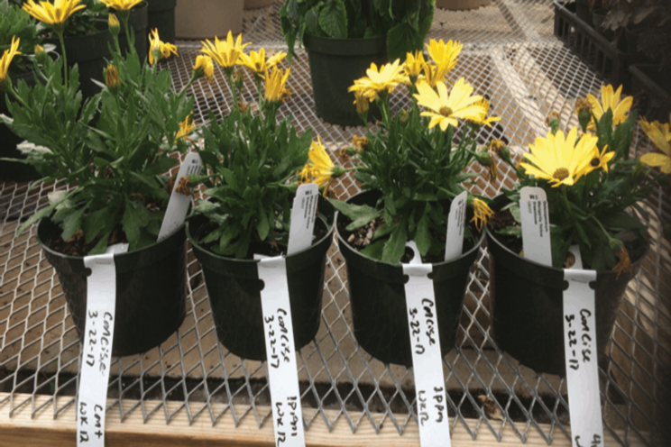 The latest on plant growth regulators The latest on plant growth regulators