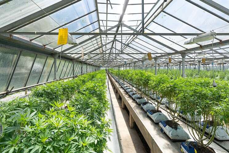 Taking on pests and diseases in cannabis: Vegetative to flowering Taking on pests and diseases in cannabis: Vegetative to flowering