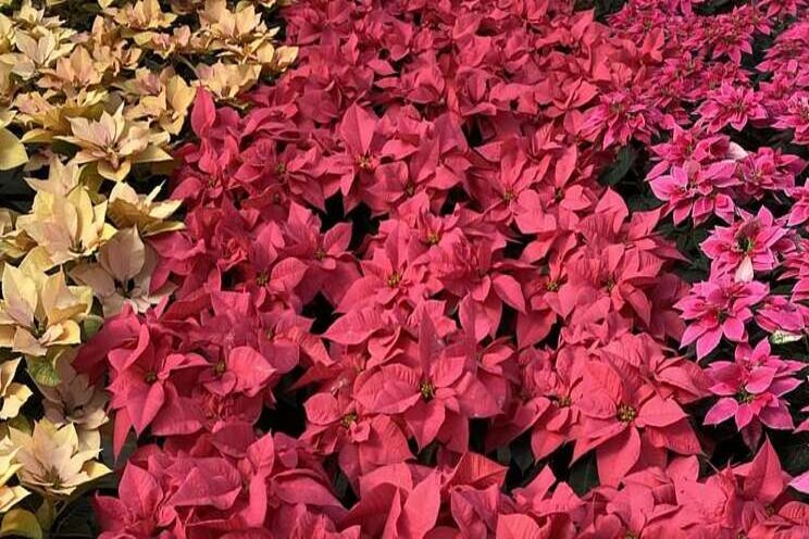 Poinsettia trials provide memorable additions Poinsettia trials provide memorable additions