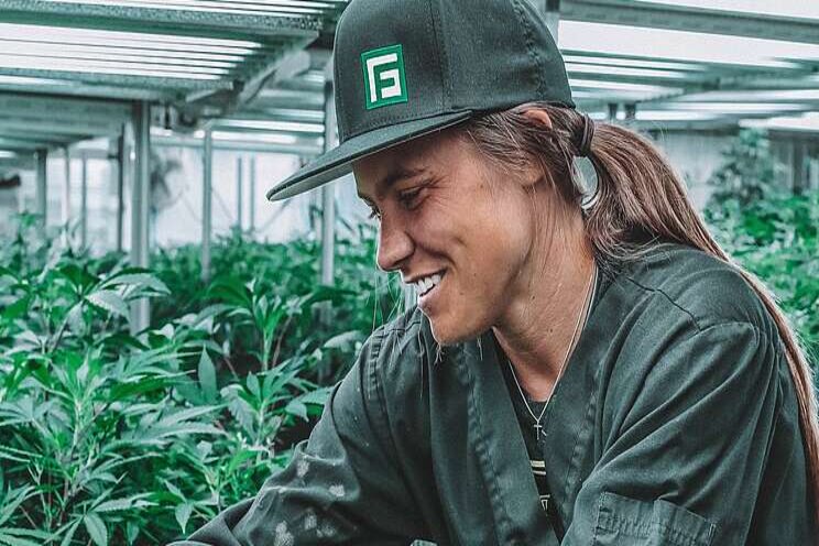 Taking on pests and diseases in cannabis Taking on pests and diseases in cannabis