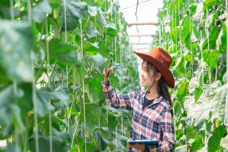 Tips on producing a better greenhouse cucumber Tips on producing a better greenhouse cucumber