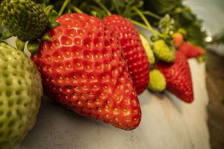 Two new strawberry varieties released Two new strawberry varieties released