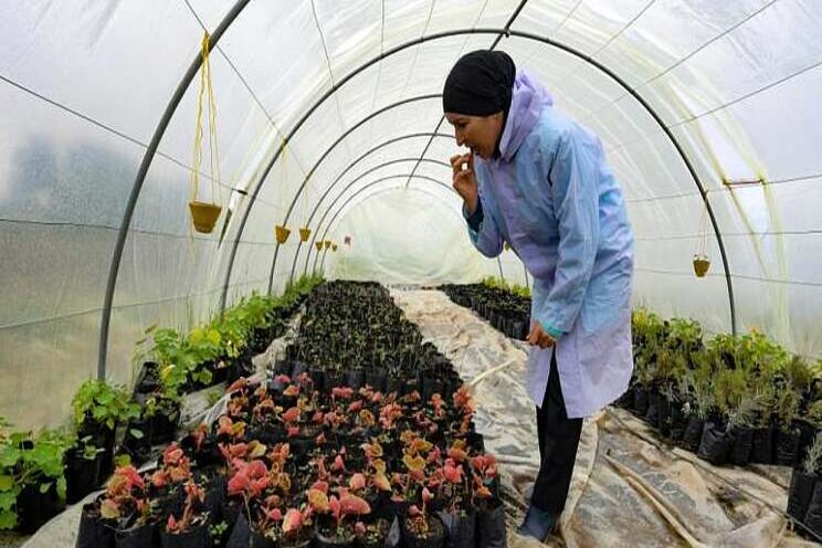 Market for edible flowers blossoms in Tunisia Market for edible flowers blossoms in Tunisia