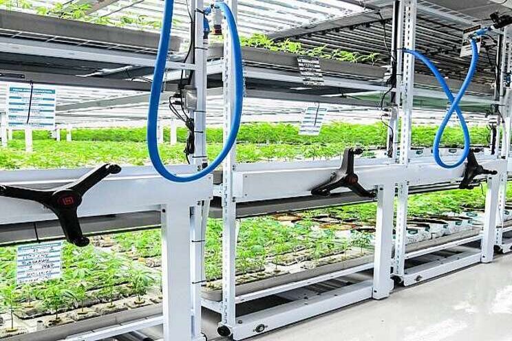 Emerging needs in vertical farming and cannabis cultivation Emerging needs in vertical farming and cannabis cultivation