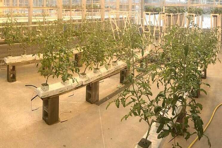 Learn the basics of greenhouse tomato crop steering Learn the basics of greenhouse tomato crop steering