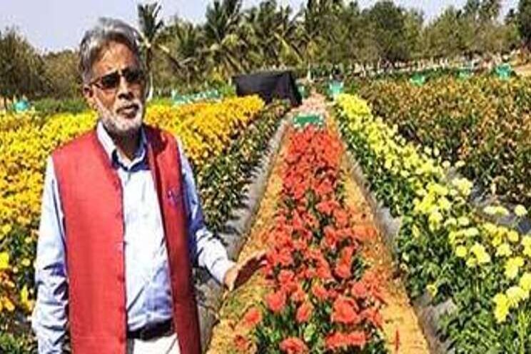 Now, grow gerberas in open fields Now, grow gerberas in open fields