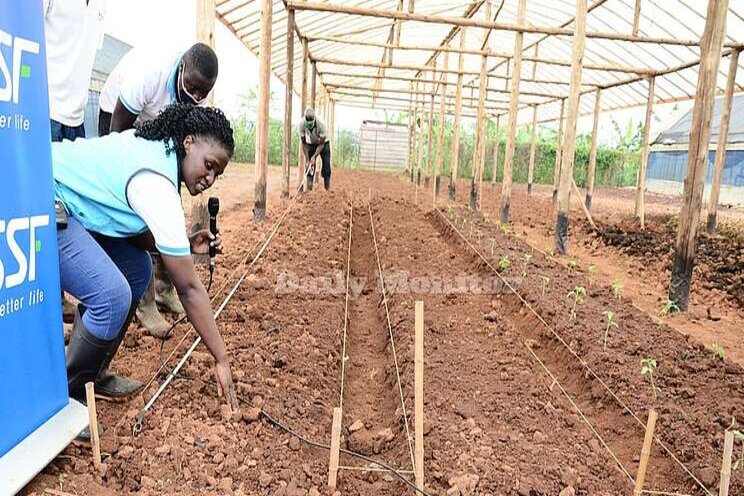 Greenhouse: A must-have for commercial vegetable growing Greenhouse: A must-have for commercial vegetable growing