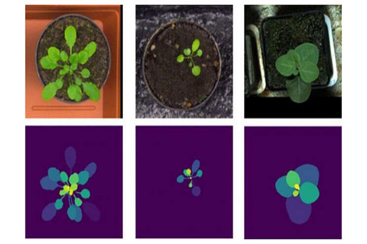 AI method to predict water, heat stress in crops AI method to predict water, heat stress in crops