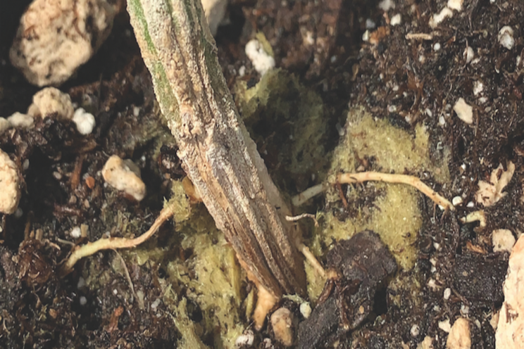 How to protect indoor cannabis crops from infections How to protect indoor cannabis crops from infections