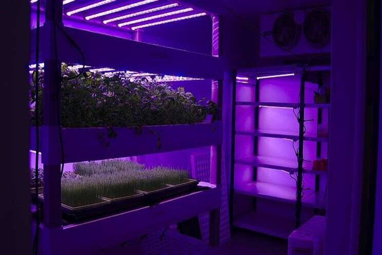 In Malahide, two friends raise a vertical farm In Malahide, two friends raise a vertical farm
