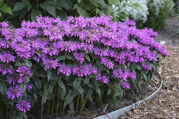 Make way for Monarda Make way for Monarda
